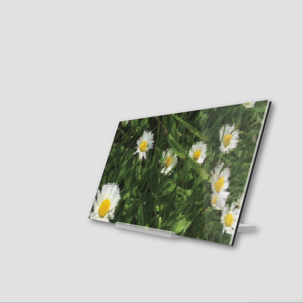 
                  
                    Load and play video in Gallery viewer, Daisies
                  
                